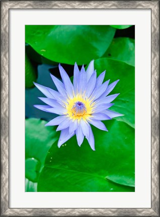 Framed Lily Flower at Wat Chalong temple Phuket, Thailand Print