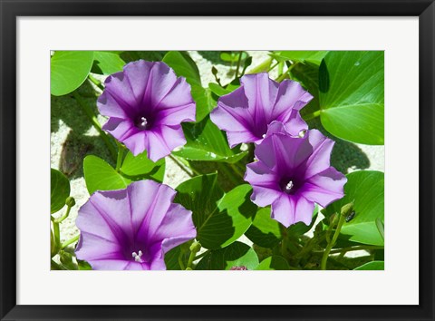 Framed Thailand, Ko Miang Island, Similan Island flowers Print