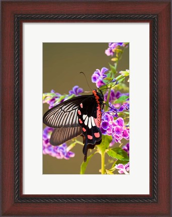 Framed Thailand, Doi Inthanon, Papilio polytes, butterfly Print
