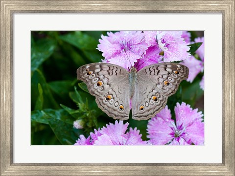 Framed Thailand, Khon Kaen, grey Pansy butterfly Print