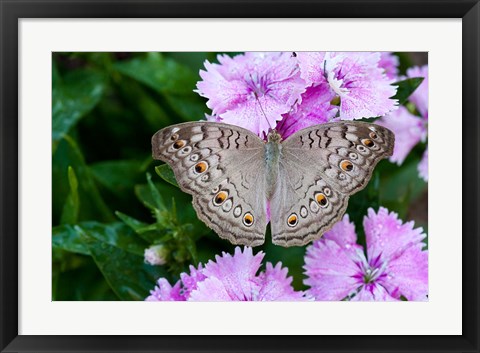 Framed Thailand, Khon Kaen, grey Pansy butterfly Print