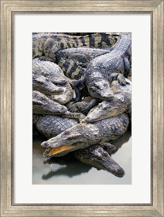 Framed Asia, Thailand Crocodiles Print
