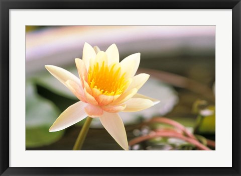 Framed Water Lily flower, Ayuthaya, Thailand Print