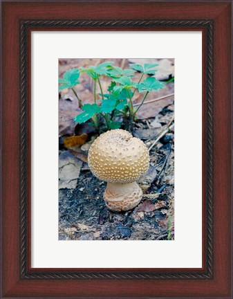 Framed Wild Mushroom Growing in Forest Print