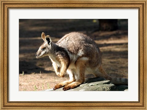 Framed Kangaroo, Taronga Zoo, Sydney, Australia Print