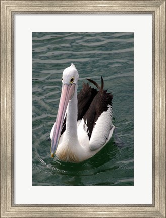Framed Pelican, Sydney Harbor, Australia Print