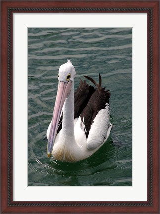 Framed Pelican, Sydney Harbor, Australia Print
