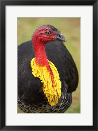 Framed Australian Brush-Turkey, Australia Print