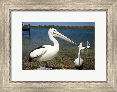 Framed Australian Pelican, Australia Print