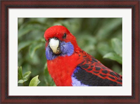 Framed Crimson Rosellas, O&#39;Reilly&#39;s Rainforest, Lamington National Park, Queensland, Australia Print
