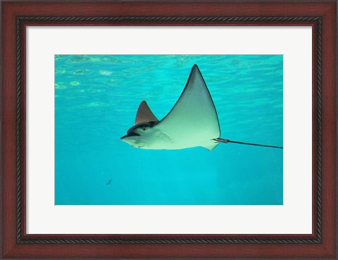 Framed Sting Ray, Sea World, Gold Coast, Queensland, Australia Print