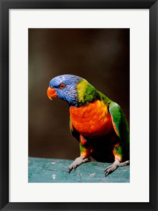 Framed Australia, Queensland, Rainbow lorikeet bird Print