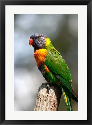 Framed Rainbow Lorikeet, Australia (close up) Print