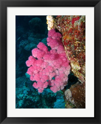 Framed Agincourt Reef, Great Barrier Reef, Queensland, Australia Print