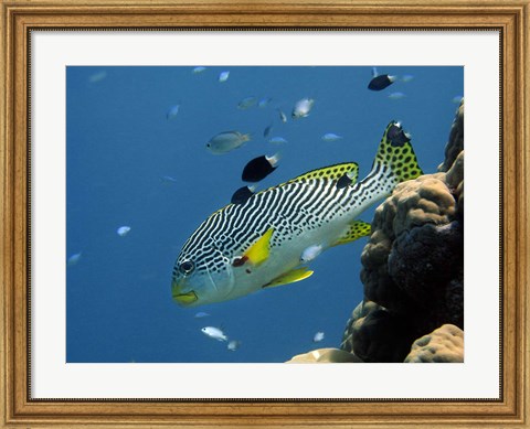 Framed Diagonal-Banded Sweetlips, Great Barrier Reef, Australia Print