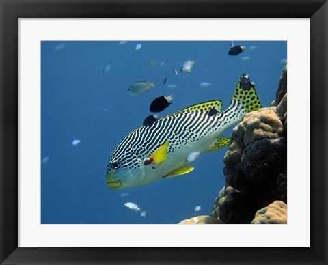 Framed Diagonal-Banded Sweetlips, Great Barrier Reef, Australia Print