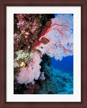 Framed Fan Coral, Agincourt Reef, Great Barrier Reef, North Queensland, Australia Print