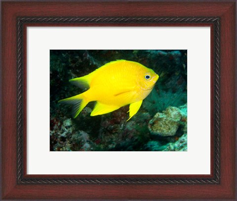 Framed Golden Damsel fish, Great Barrier Reef, Australia Print