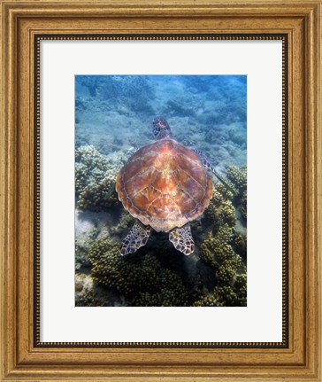 Framed Green Turtle, Low Isles, Great Barrier Reef, North Queensland, Australia Print