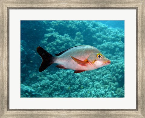 Framed Paddletail fish, Agincourt, Great Barrier Reef, Australia Print