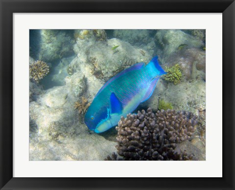 Framed Steephead Parrotfish, Great Barrier Reef, Australia Print