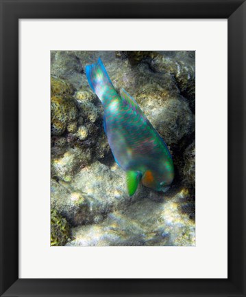 Framed Surf Parrotfish, Low Isles, Great Barrier Reef, Australia Print