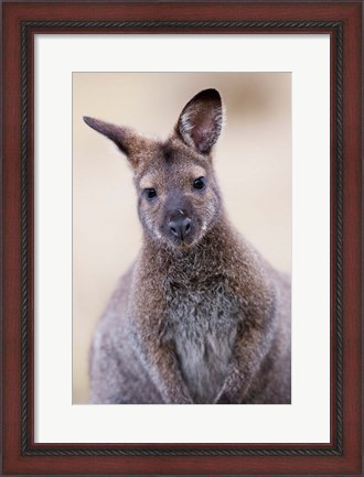 Framed Close up of Red-necked and Bennett&#39;s Wallaby wildlife, Australia Print