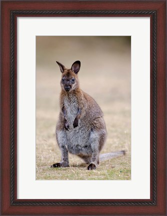 Framed Red-necked and Bennett&#39;s Wallaby wildlife, Australia Print