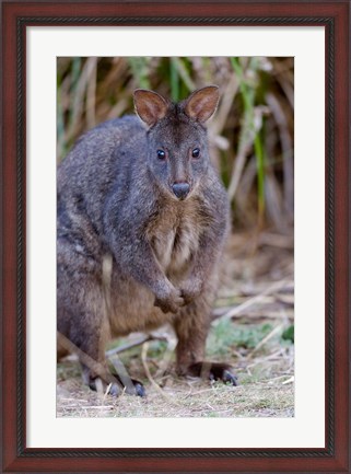 Framed Tasmanian Pademelon wildlife, Tasmania, Australia Print