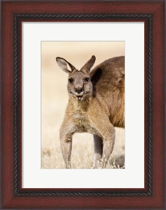 Framed Eastern Grey Kangaroo portrait Print