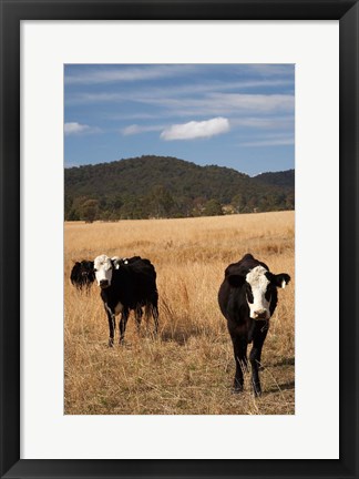 Framed Australia, New South Wales, Wauchope, Cows, Farmland Print