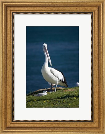 Framed Australian Pelican bird, Blacksmiths, Australia Print