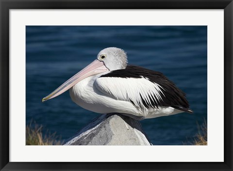 Framed Australian Pelican bird, Blacksmiths, NSW, Australia Print