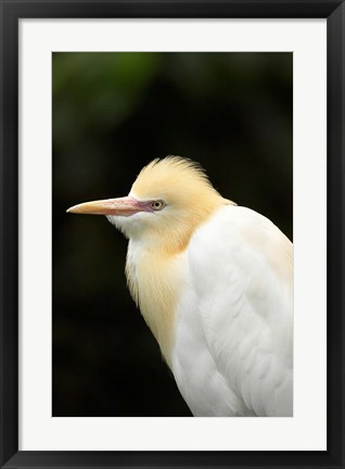 Framed Cattle Egret (Ardea ibis), North Queensland, Australia Print