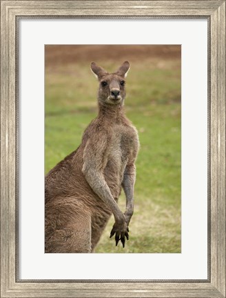 Framed Kangaroo, Trial Bay, New South Wales, Australia Print