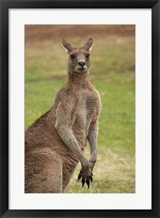 Framed Kangaroo, Trial Bay, New South Wales, Australia Print