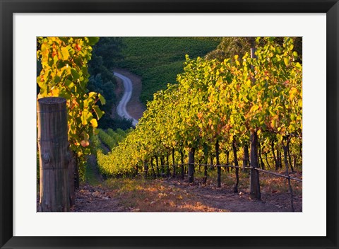 Framed Australia, Adelaide Hills, Summertown vineyard Print