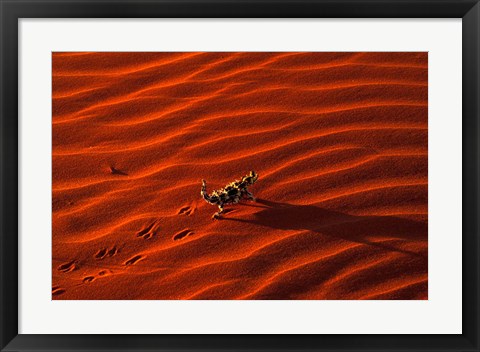 Framed Thorny Devil, Central Desert, Australia Print