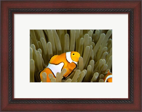 Framed Australia, Great Barrier Reef, Clown fish Print