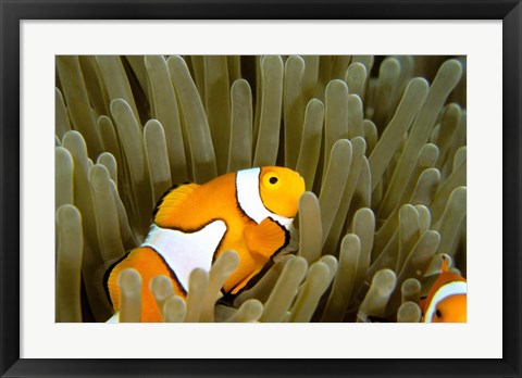 Framed Australia, Great Barrier Reef, Clown fish Print