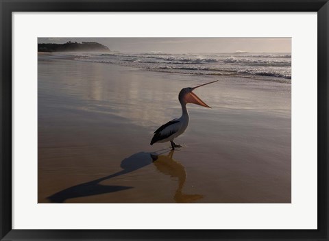 Framed Australian pelican bird on the beach, Stradbroke Island, Australia Print