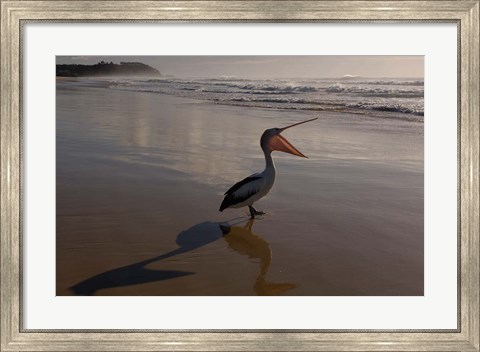 Framed Australian pelican bird on the beach, Stradbroke Island, Australia Print