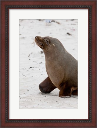 Framed Australian Sea Lion, Kangaroo Island, Australia Print