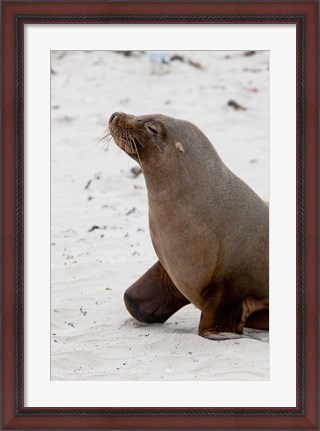 Framed Australian Sea Lion, Kangaroo Island, Australia Print