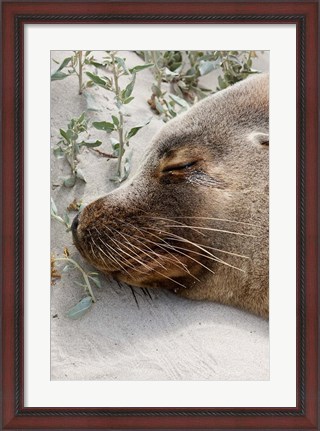 Framed Australian Sea Lion, Seal Bay Conservation Park,  South Australia Print