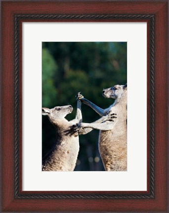 Framed Pair of Eastern grey kangaroo, Australia Print