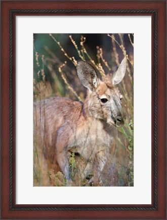 Framed Red kangaroo (Macropus rufus), Australia Print