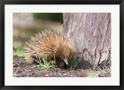 Framed Short-beaked Echidna wildlife, Australia Print