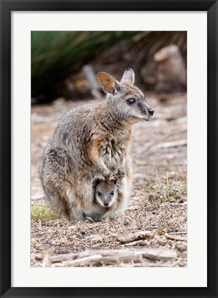 Framed Tammar wallaby wildlife, Australia Print