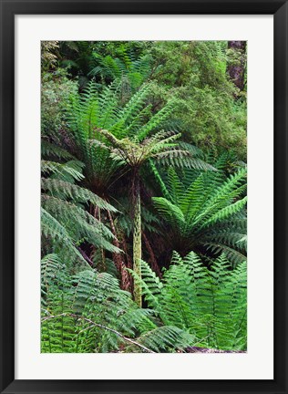 Framed Tree Fern in Melba Gully, Great Otway NP, Victoria, Australia Print